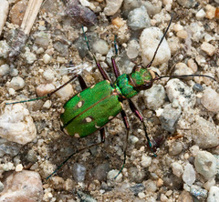 Cicindela campestris