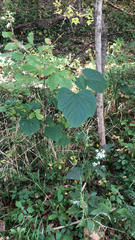 Ampelopsis cordata