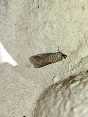 Acrobasis bithynella