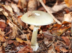 Amanita phalloides