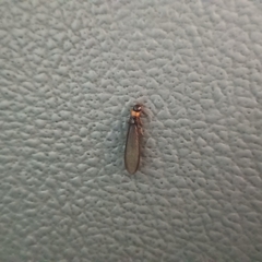 Kalotermes flavicollis