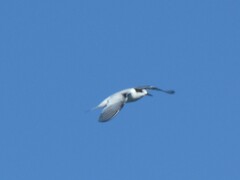 Sterna hirundo