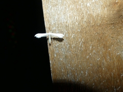 Hellinsia homodactylus