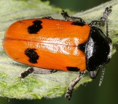 Clytra quadripunctata