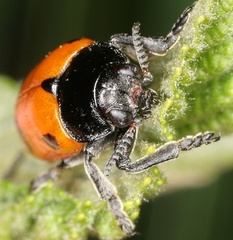 Clytra quadripunctata