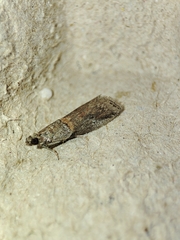 Acrobasis bithynella