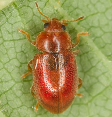 Coccidula rufa