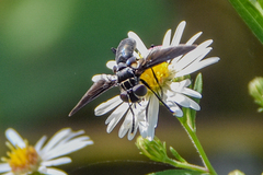 Trichopoda lanipes