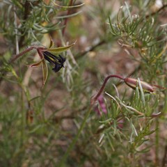 Monsonia speciosa