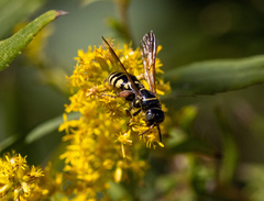 Myzinum carolinianum