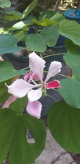 Bauhinia monandra