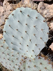 Opuntia rastrera