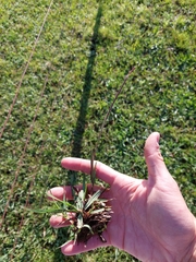 Coelorachis selloana