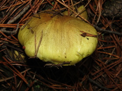 Tricholoma equestre