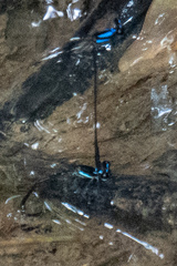 Prodasineura collaris