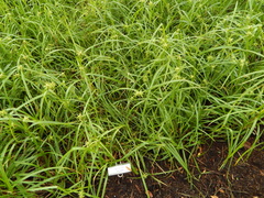 Carex grayi