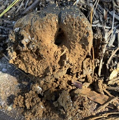 Pisolithus arenarius