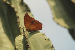 Charaxes varanes