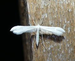 Hellinsia homodactylus