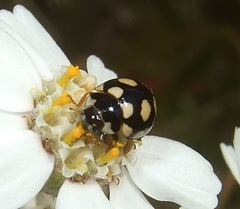 Coccinula quatuordecimpustulata