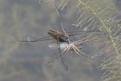Aquarius adelaidis