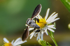 Trichopoda lanipes
