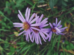 Aster