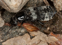 Creophilus maxillosus