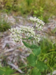 Eupatorium