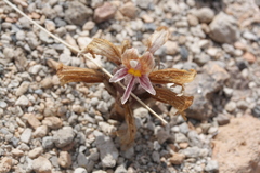 Aphyllon corymbosum