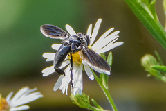 Trichopoda lanipes