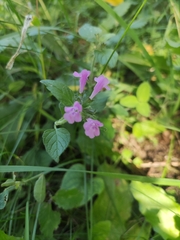 Clinopodium vulgare