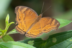 Junonia hedonia