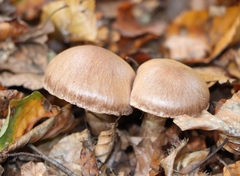 Cortinarius torvus