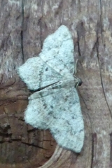 Hypagyrtis piniata