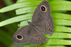 Ypthima horsfieldii humei