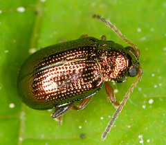 Crepidodera fulvicornis