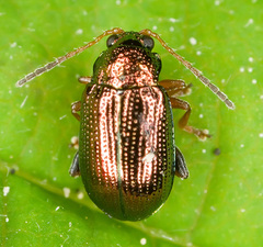 Crepidodera fulvicornis