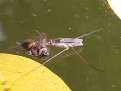Limnogonus