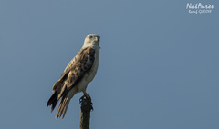 Buteo rufinus cirtensis