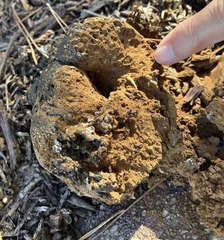 Pisolithus arenarius