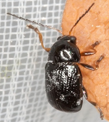 Cryptocephalus
