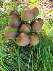 Coprinopsis atramentaria