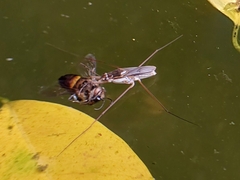 Limnogonus
