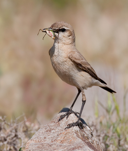 Isabelline Wheatear