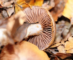 Cortinarius torvus