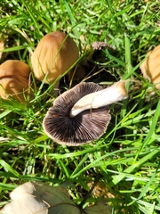 Coprinopsis atramentaria