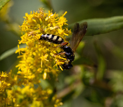 Myzinum carolinianum