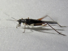 Trigonidiinae
