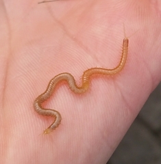 Haplophilus subterraneus